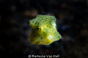 Yellow Boxfish in Lembeh by Marteyne Van Well 